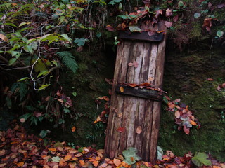 autumn leaves on the wall