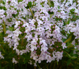 Fresh green thyme herb blooming with pink flowers growing in the garden. Breckland Thyme, Thymus serpyllum, Thymus vulgaris, Common Thyme, Whole thyme. Selective focus, close up, still life. 