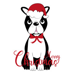 Merry Christmas- calligraphy with cute Boston terrier. Good for greeting card and  t-shirt print, flyer, poster design, mug.