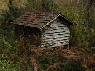 old wooden house in the forest