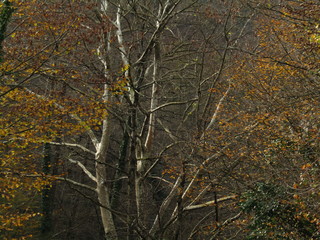 autumn in the forest