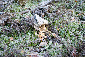 Frozen leaves with white frost. Frozen morning in the mountains