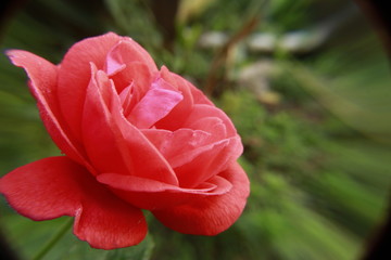Beautiful Salmon Pink with hints of yellow rose flower with dew drops in morning.