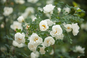 white dog rose flowers