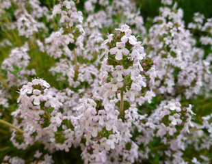 Fresh green thyme herb blooming with pink flowers growing in the garden. Breckland Thyme, Thymus serpyllum, Thymus vulgaris, Common Thyme, Whole thyme. Selective focus, close up, still life. 