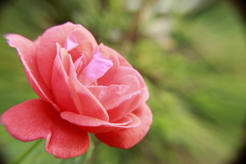 Beautiful Salmon Pink with hints of yellow rose flower with dew drops in morning.