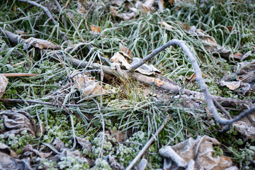 Frozen leaves with white frost. Frozen morning in the mountains