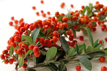 Orange pyracantha plant; pyracantha coccinea