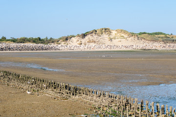 La Baie d'Authie à marée basse