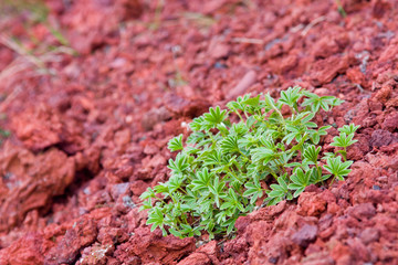Fresh Green On Lava Gravel, Iceland