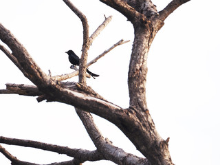 OLYMPUS DIGITAL CAMERABlack  bird perched on a dry branch without brown leave on a white background makes it feel lonely 