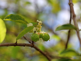 Green Acerola Flowers and Fruit