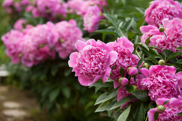 Pink peonies in the garden © edelweiss7227
