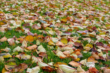 autumn leaves on meadow