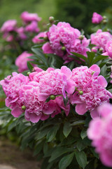 Pink peonies in the garden