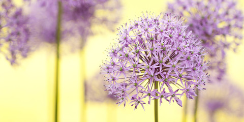 tender funny allium flowers adorn the summer sunny park