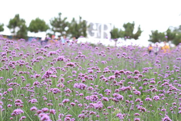 Fototapeta premium field of purple flowers