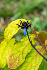 Lucia Widow Dragonfly (Palpopleura lucia) resting on green leaves in Entebbe, Uganda