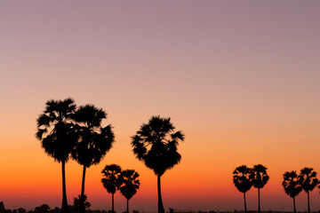 Fototapeta na wymiar Silhouette palm tree with sunshine background.