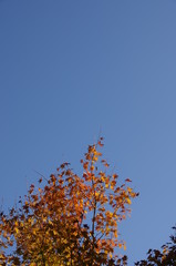 紅葉　イチョウ