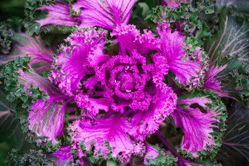 Decorative bright purple cabbage leaves