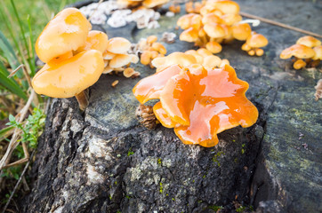 Sheathed woodtuft, yellow mushrooms grow on an old  stump