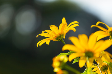 Yellow flower field or Mexican sunflower blossom field on sunny day , on the top of mountain.