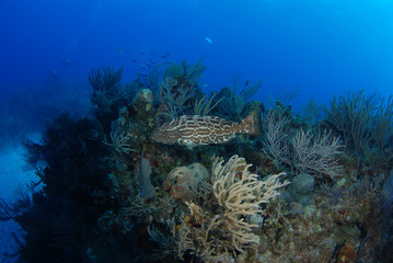 Large Black Grouper fish on coral reef in the Bahamas