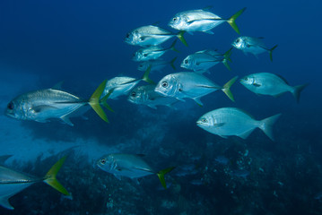 Shoal of silver fish over dark reef