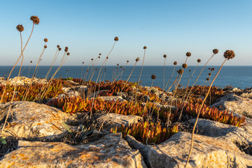 Scenic landscape of Sagres nature, Portugal. Garlic flowers and Carpobrotus edible (lat....