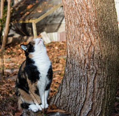 Katze Julie, dreifarbig im Herbst. Die Katze sitzt unter einer Grau-Erle und schaut hinauf