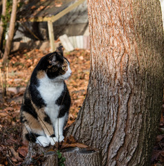 Katze Julie, dreifarbig im Herbst. Katze unter dem Baum (Grau-Erle)