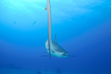 Rear view of reef shark swimming overhead in smooth blue water