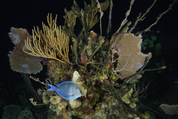 Lone Blue Tang fish on reef with soft corals at night