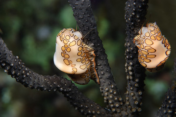 Two Flamingo Tongue marine snails feeding on dark coral branches
