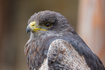 Side view on head of Aguja or black-chested buzzard-eagle (latin name: Geranoaetus melanoleucus). With details of brown eye, blue-brown feathers, beak. Slightly speckled wings. Neutral background.