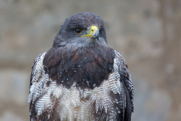 Frontal view / portrait of an Aguja (Geranoaetus melanoleucus). Also black-chested buzzard-eagle. Blue-white-brown feathers, brown eyes, yellow-black beak. A bird of prey. Neutral background.
