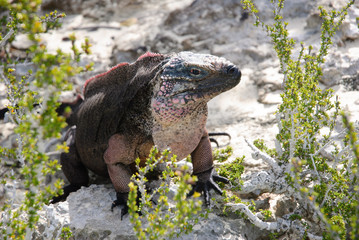 Endangered Bahamian Rock Iguana on beach framed by vegetation