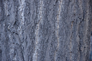 木肌のテクスチャ