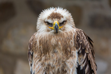 Portrait (front view) of an Eastern Imperial Eagle (german: Kaiseradler). Bird of prey, looking into camera. Head with beak, eyes, feathers and upper part of body. Isolated, neutral background.