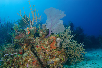 Fototapeta na wymiar Serene coral reef with red sponge and purple sea fan in deep blue water