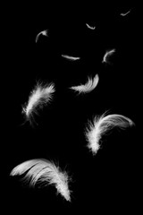Beautiful group white feather floating in air isolated on black background