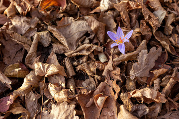 Autumn in mountain,andscape in Sunny day,amely weekeng travel,ubalpine meadows.