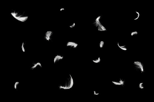 Beautiful group white feather floating in air isolated on black background © nadtytok28