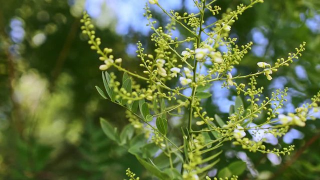 Moringa flower in nature light
