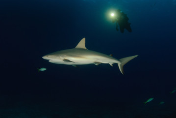 Obraz na płótnie Canvas Scuba diver shining a light on a reef shark at dusk