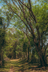 Obraz premium trees in the forest