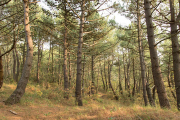 Pins dans la forêt d'Ecault