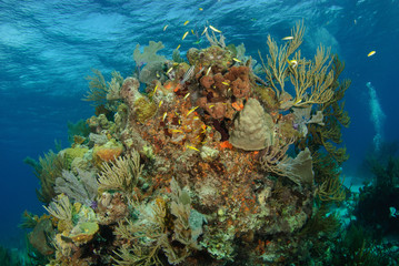 Naklejka na ściany i meble Coral reef with tropical fish 
