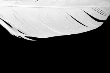 Beautiful frame white feather floating in air isolated on black background